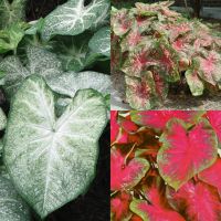 Caladium Fancy Leaf Collection (30 bulbs)